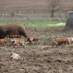 Ohio farmer erosion